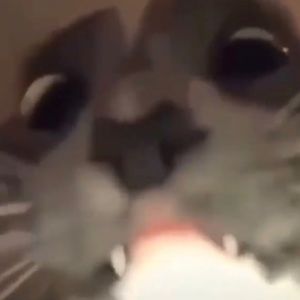 Meet your Posher, Hudson